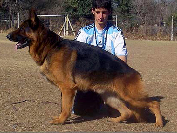 Perros Históricos