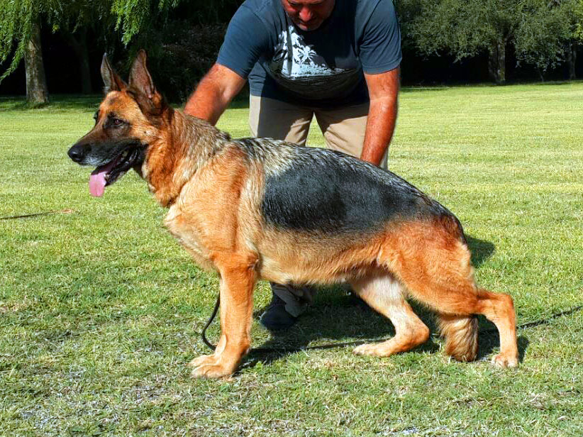 Perros Históricos
