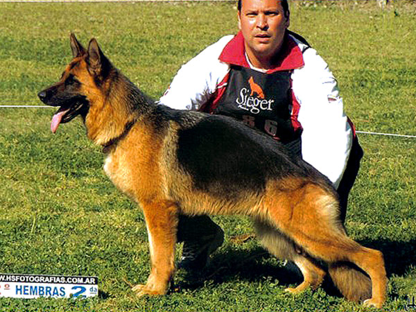 Perros Históricos