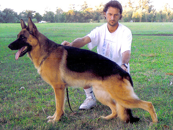 Perros Históricos