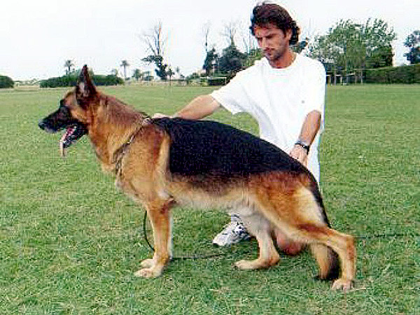 Perros Históricos