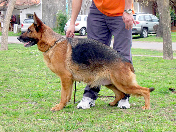 Perros Históricos