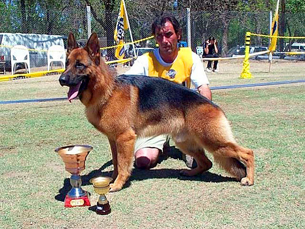 Perros Históricos